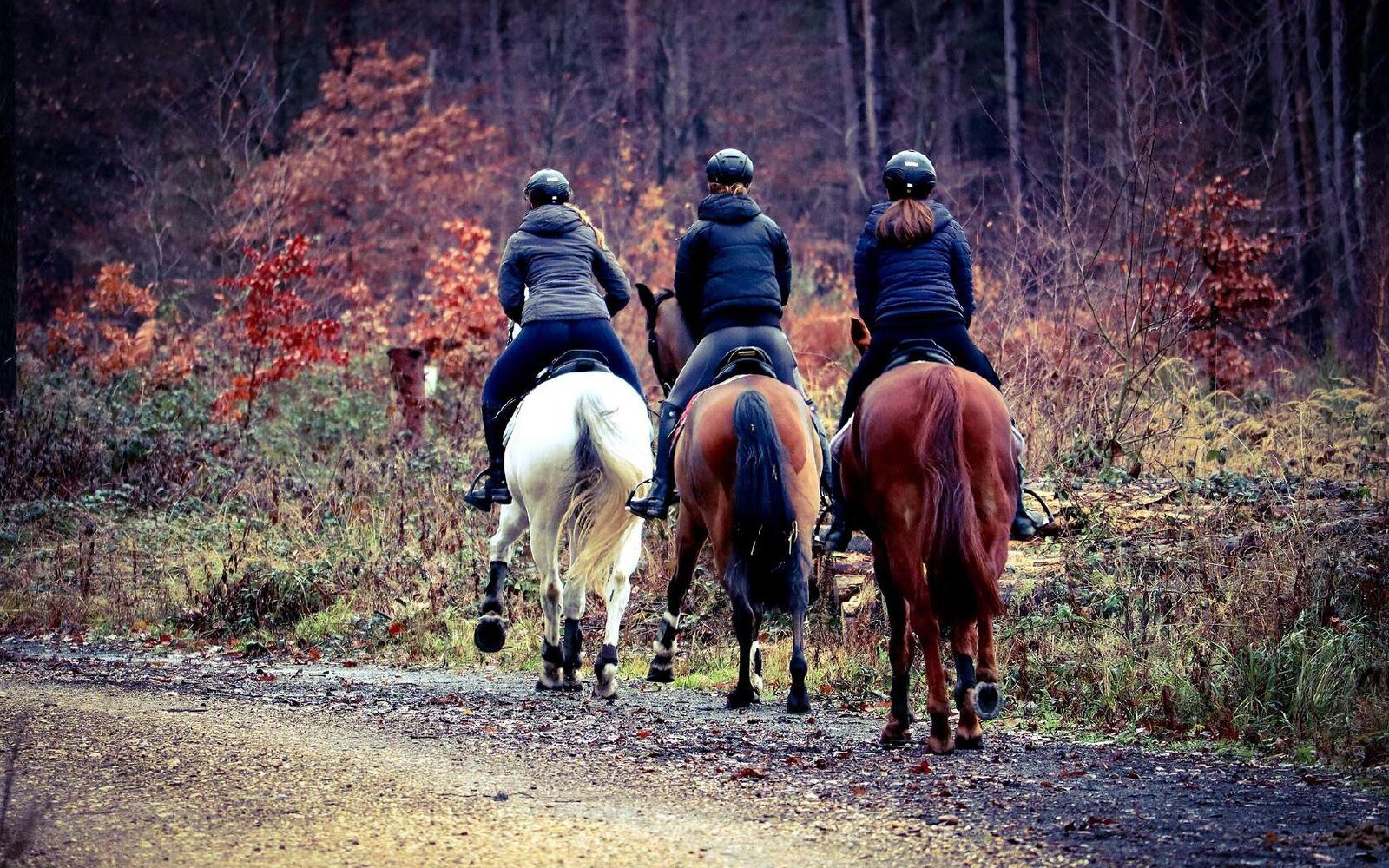 Camel & Horse Riding