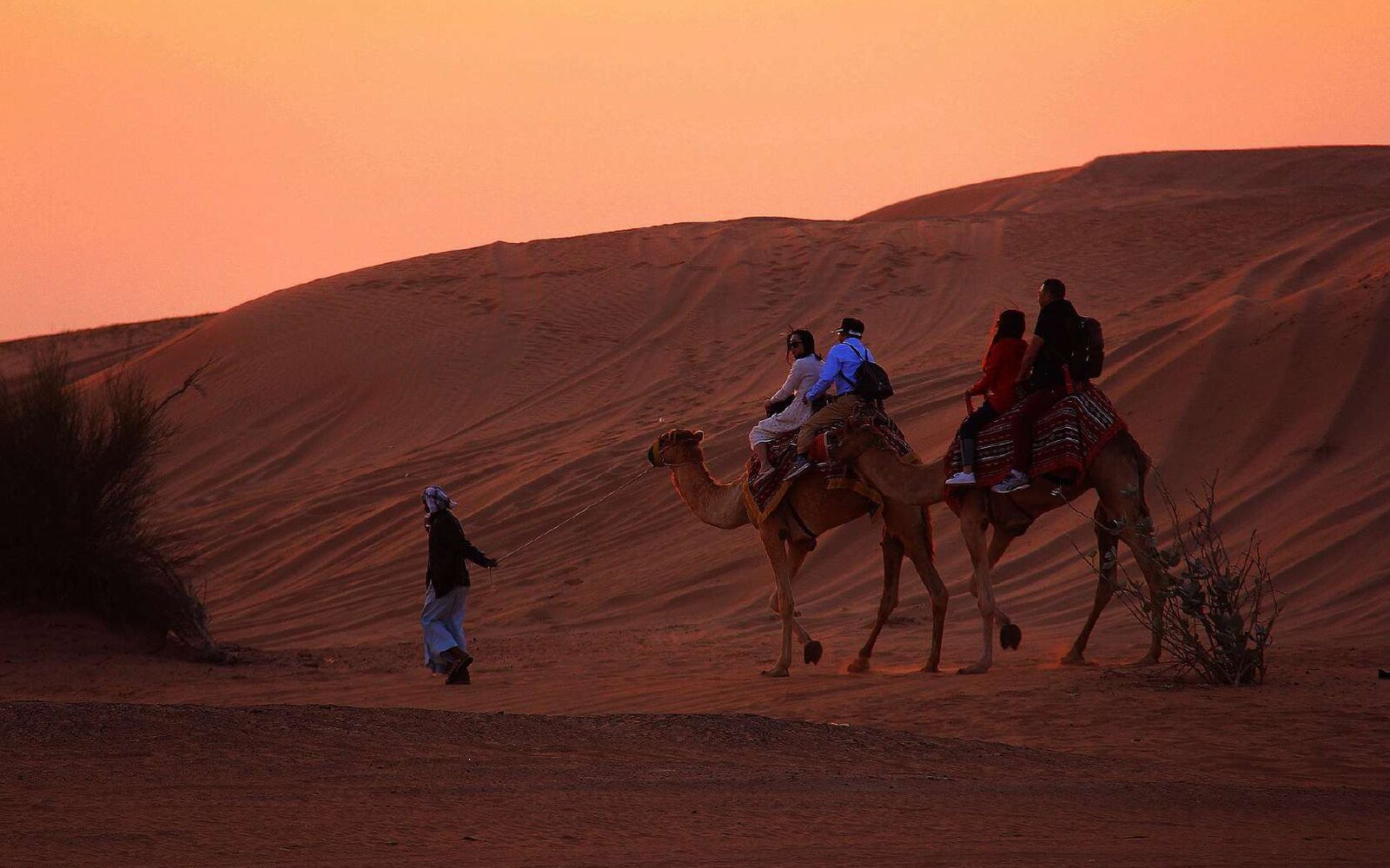 Camel Ride on the Dunes & Beach