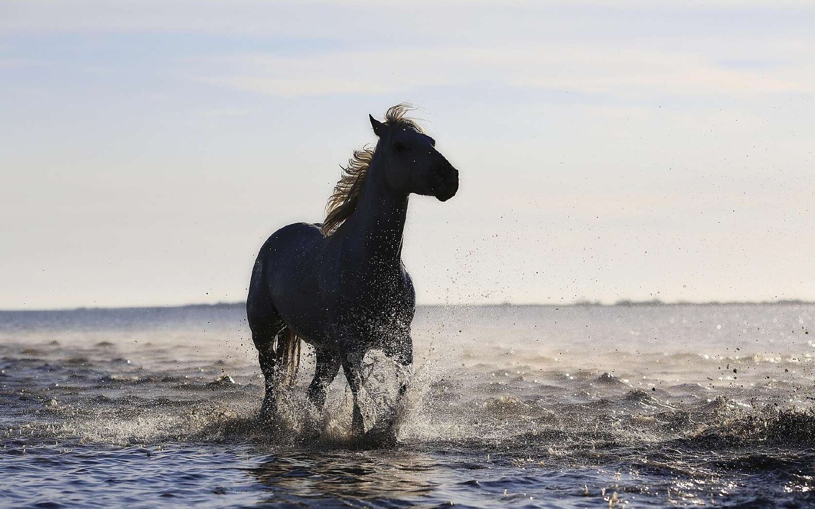 Horse Riding Through Forest & River